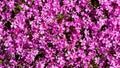 Phlox styloid floral background Royalty Free Stock Photo