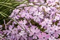 Phlox styloid lilac Royalty Free Stock Photo