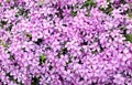 Phlox styloid texture Royalty Free Stock Photo