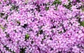 Phlox styloid texture