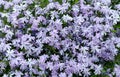 Phlox styloid texture Royalty Free Stock Photo