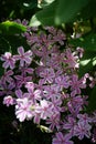 Phlox subulata `Candy Stripes` in the garden in May. Berlin, Germany Royalty Free Stock Photo