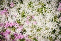 Phlox subulata. Creeping phlox, moss phlox, moss pink, or mountain phlox flowers background. Many small white and pink