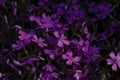 Phlox subulata creeping phlox, moss phlox, moss pink, or mountain phlox flowers background. Royalty Free Stock Photo