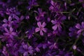 Phlox subulata creeping phlox, moss phlox, moss pink, or mountain phlox flowers background. Royalty Free Stock Photo