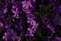 Phlox subulata creeping phlox, moss phlox, moss pink, or mountain phlox flowers background. Royalty Free Stock Photo