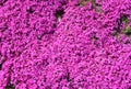 Phlox subulata Emerald Pink, creeping Phlox background. A pink flower carpet of creeping Phlox Royalty Free Stock Photo