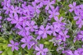 Phlox subulata flowering carpen in springtime garden, creeping purple pink flowers in bloom, mountains plant