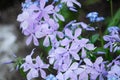 Phlox subulata flowering carpen in springtime garden, creeping purple pink flowers in bloom mountains plant