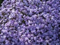 Phlox subulata flowers then grow very densely