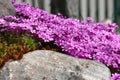 Phlox subulata over a stone.