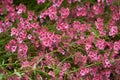 Phlox subulata pink flowering plant grow in Poland, Europe, Polish name Floks szydlasty or plomyk szydlasty in horizontal, nobody. Royalty Free Stock Photo