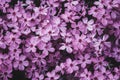 phlox subulate, purple small flowers Royalty Free Stock Photo