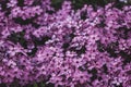 phlox subulate, purple small flowers Royalty Free Stock Photo