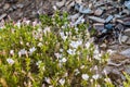 Phlox wildflowers blooming on the slopes of the Panamint mountain range, Death Valley National Park, California Royalty Free Stock Photo