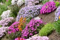 Phloxes etc in Colourful Flower Border, Norfolk, England, UK