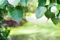 Pho or bodhi Ficus religiosa L. leave in morning light.