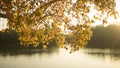 Pho or Bodhi tree in the sunshine day Royalty Free Stock Photo