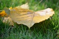 Pho leaf on grass, Thailand. Royalty Free Stock Photo