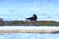 Phoca hispida, Ringed seal.