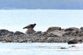 Phoca hispida, Ringed seal.