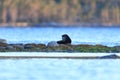 Phoca hispida, Ringed seal.