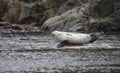 Phoca largha Larga Seal, Spotted Seal Royalty Free Stock Photo