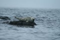 Phoca largha Larga Seal, Spotted Seal Royalty Free Stock Photo