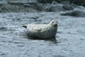 Phoca largha Larga Seal, Spotted Seal Royalty Free Stock Photo