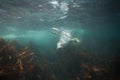 Phoca largha Larga Seal, Spotted Seal