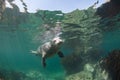 Phoca largha Larga Seal, Spotted Seal