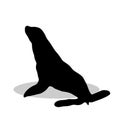 Phoca nautical black silhouette animal