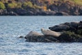 Common Seals On Rocks In The Kyelrhea Strait, Isle Of Skye , Scotland Royalty Free Stock Photo