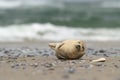 Phocidae. The beautiful wild nature of the North Sea. Germany.