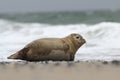 Phocidae. The beautiful wild nature of the North Sea. Germany. Royalty Free Stock Photo