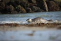 Phocidae. The beautiful wild nature of the North Sea. Germany.