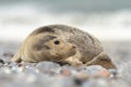 Phocidae. The beautiful wild nature of the North Sea. Germany.