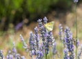 Clouded Sulfur Butterfly on fresh lavender flowers