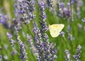 Clouded Sulfur Butterfly on fresh lavender flowers