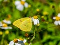 Phoebis sennae, the cloudless sulphur, is a mid sized butterfly in the family Pieridae found in the Americas Royalty Free Stock Photo