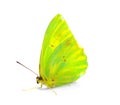 Phoebis sennae - the cloudless sulphur - is a mid sized butterfly in the family Pieridae, lime green and yellow color side front Royalty Free Stock Photo