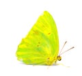 Phoebis sennae - the cloudless sulphur - is a mid sized butterfly in the family Pieridae, lime green and yellow color side profile Royalty Free Stock Photo