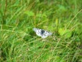 Phoebus Apollo or small Apollo (Parnassius phoebus)