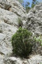 Phoenicean juniper or Arar Royalty Free Stock Photo