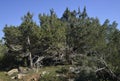 Phoenician Juniper Forest