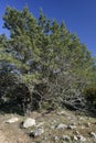 Phoenician Juniper Forest