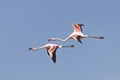 Phoeniconaias minor, Phoenicopterus minor, Lesser Flamingo and Rosaflamingo, Phoenicopterus roseus, Greater Flamingo Royalty Free Stock Photo