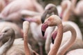 Phoenicopteridae - Flamingo in a flock