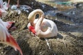 Phoenicopteridae - Flamingo sitting on eggs on a nest of clay Royalty Free Stock Photo