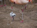 Phoenicopteridae - a young Flamingo chick standing on one leg